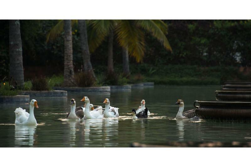 The Windflower & Spa, Resort Mysore