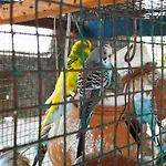 Verticalgarden Homestay