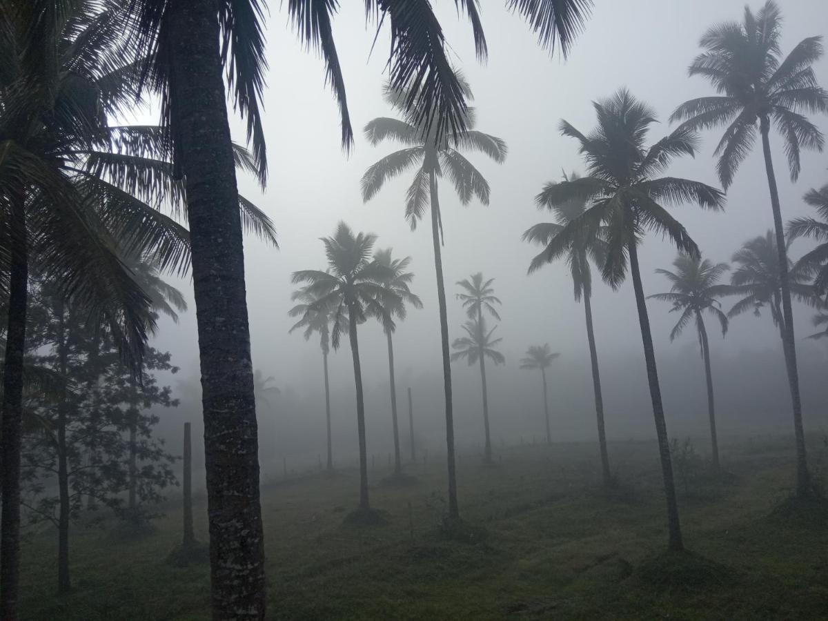 Coorg Dew Drops & Mysore