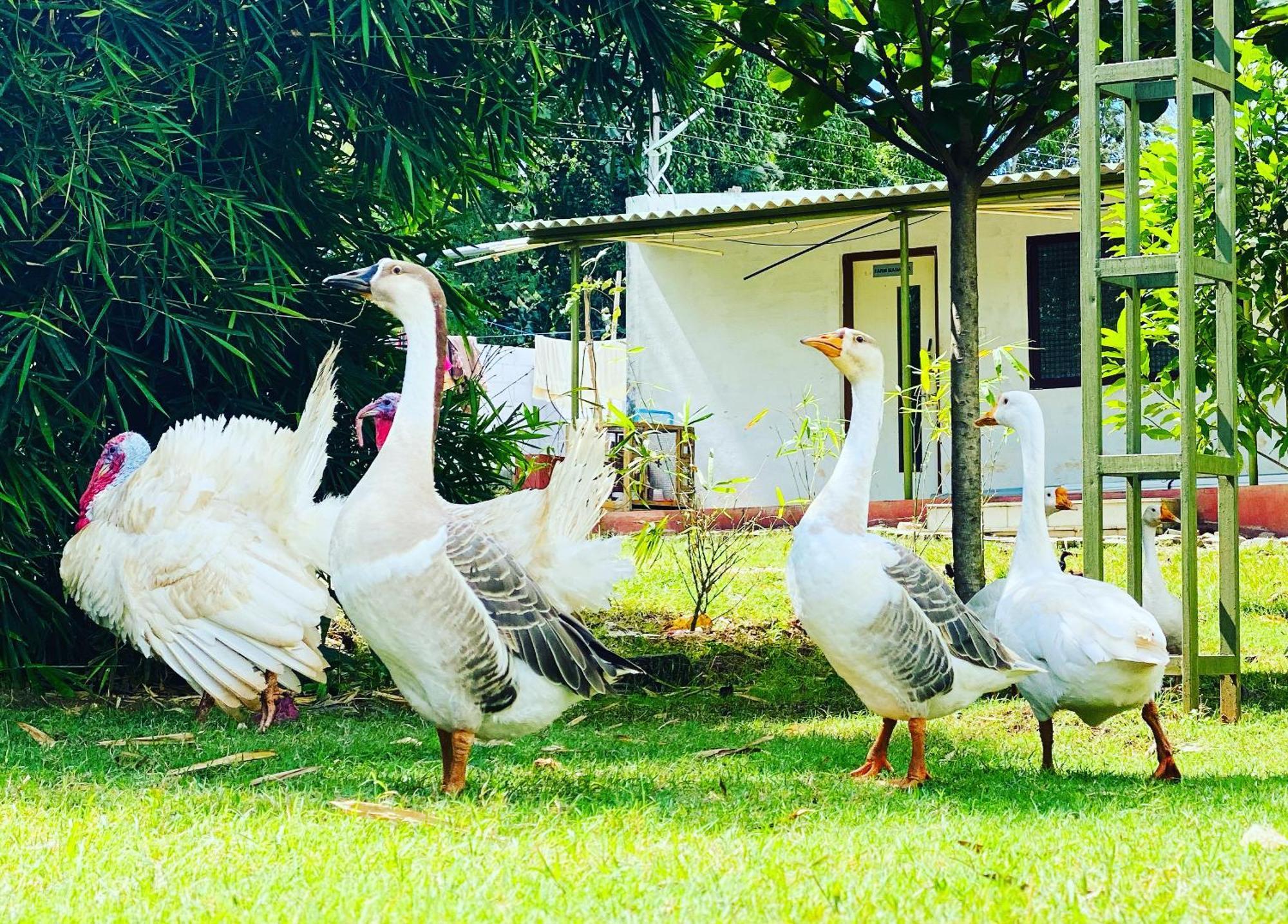 Farm stay Silver Woods Farm Mysore