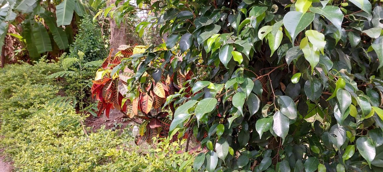 Coco Palms Homestay Homestay *