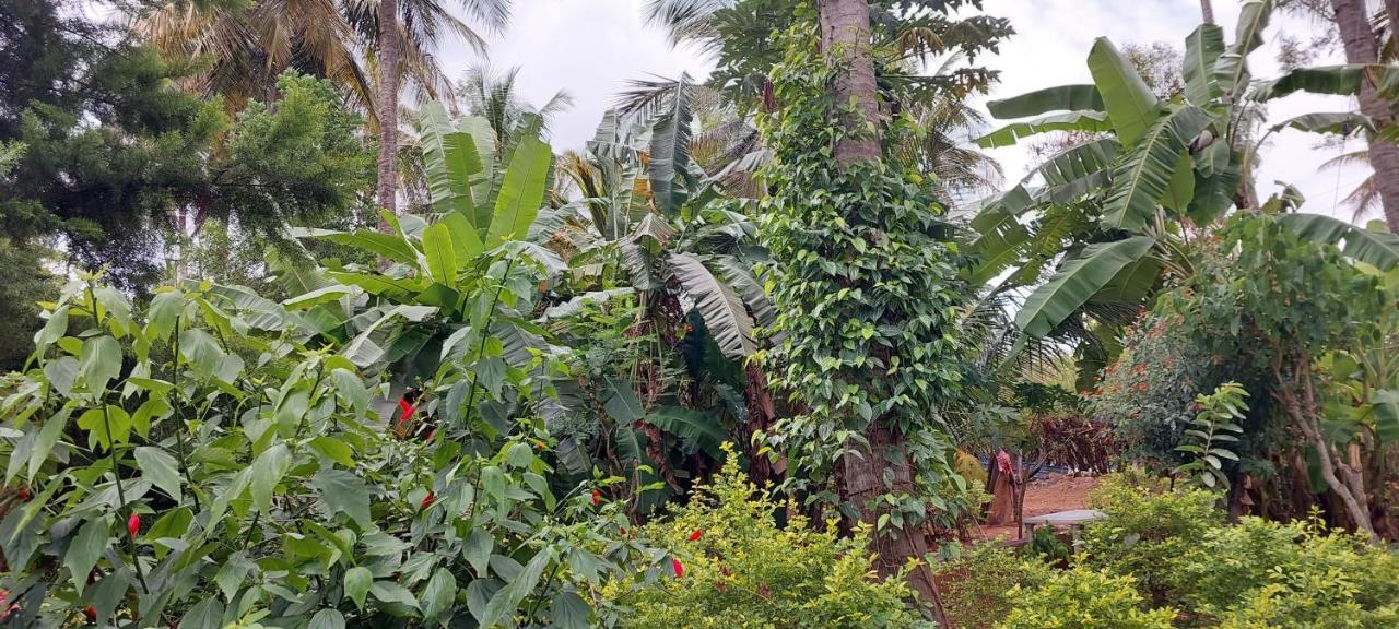 Coco Palms Homestay Homestay Mysore