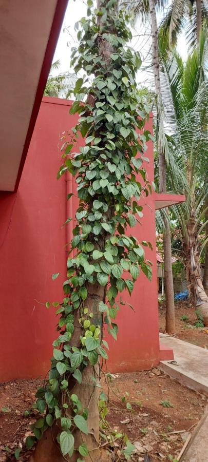 Coco Palms Homestay Homestay Mysore