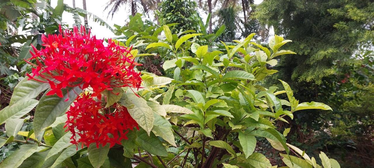 Homestay Coco Palms Homestay