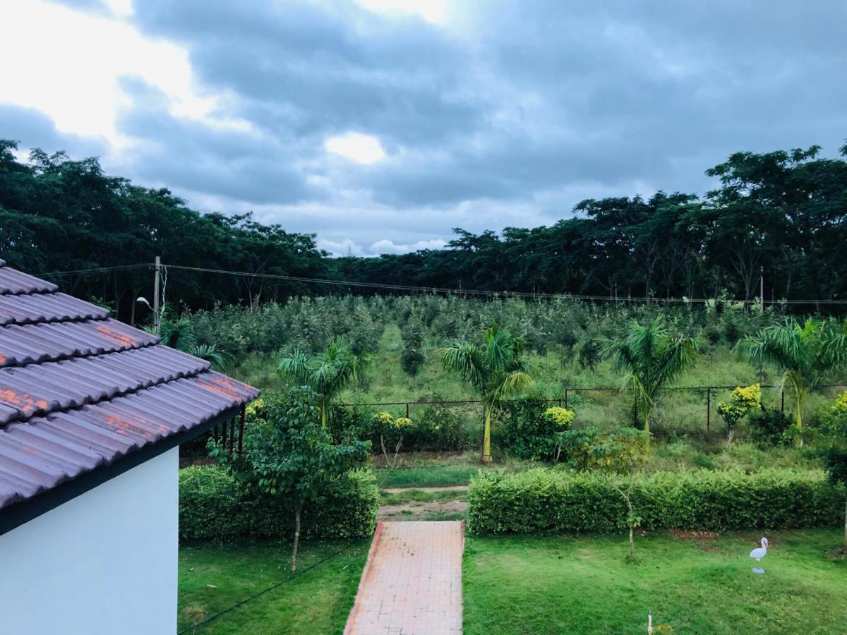 1000 Silvers -farm * Mysore